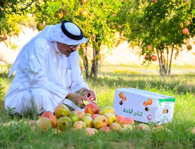 Pomegranate production in Saudi Arabia