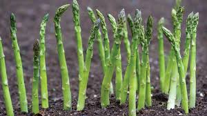 Cultivation of asparagus