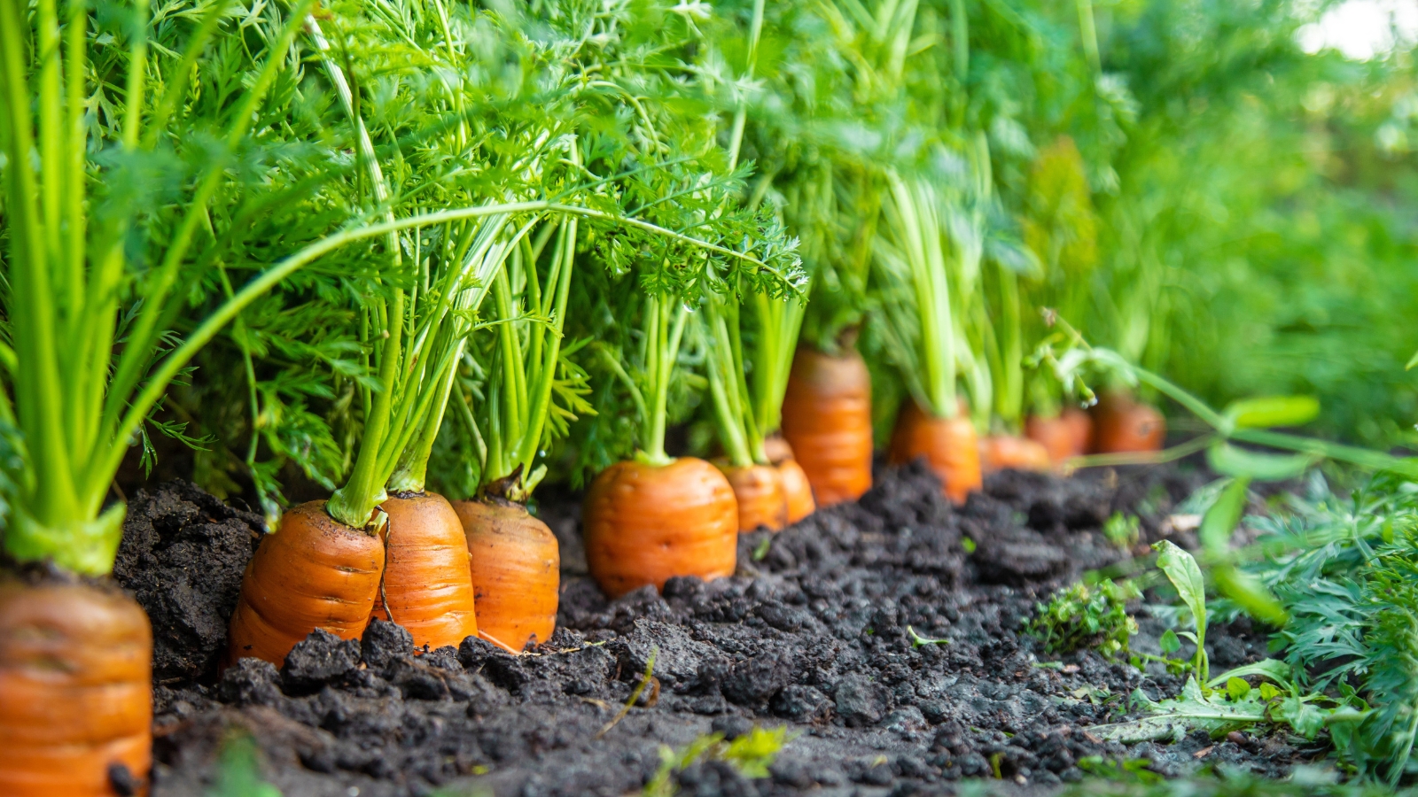 Improved carrot production