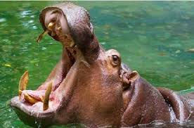 Hippopotamus