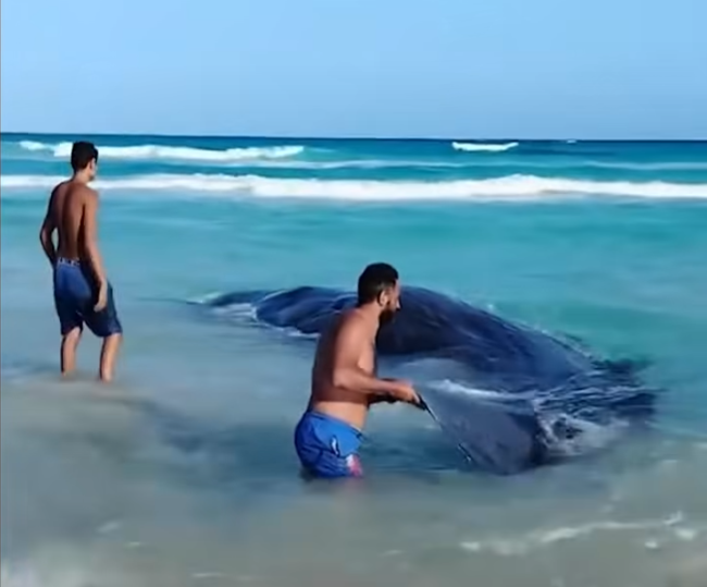 4 sperm whales mysteriously