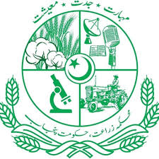 کاشتکار مسور کی منظور شدہ اقسام کی کاشت 15 نومبر تک مکمل کرلیں،محکمہ زراعت
