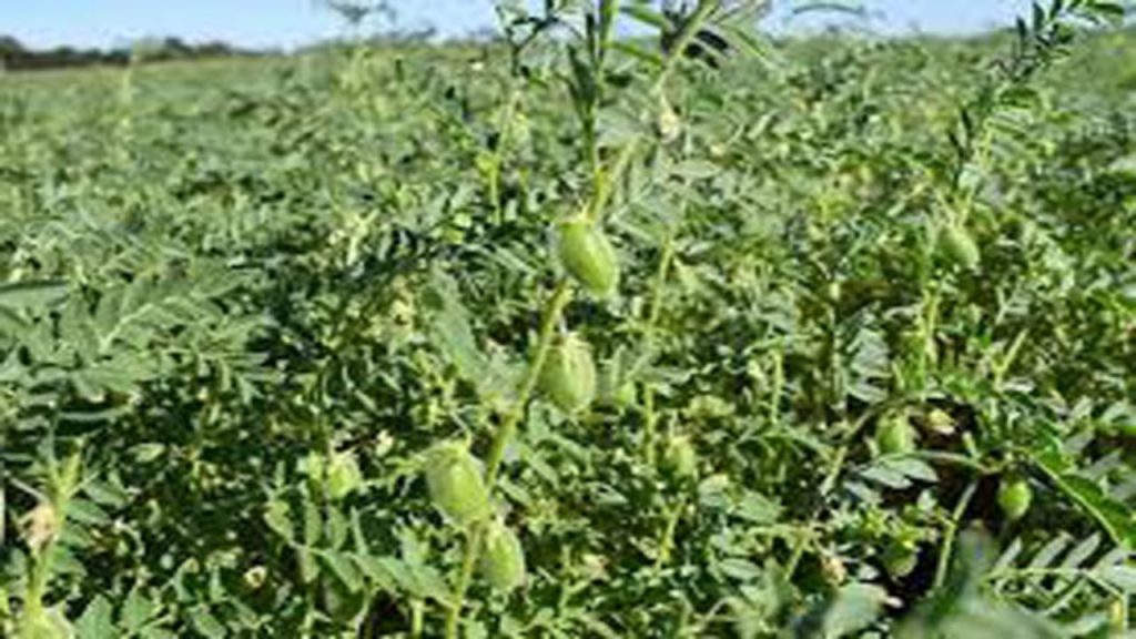 Gram crop