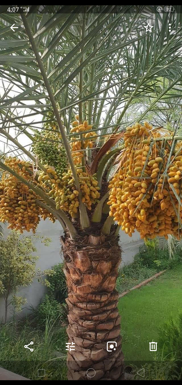 فیصل آباد ،باغبانوں کو اکتوبر کے آخر تک کھجور کے نئے پودے لگانے کا عمل مکمل کرنے کی ہدایت