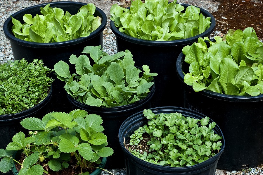 Kitchen Gardening
