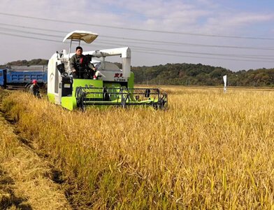Paddy harvest