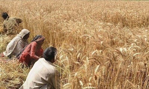 کاشتکار 20 نومبر تک گندم کی کاشت مکمل کر کے بمپر کراپ حاصل کرسکتے ہیں، محکمہ زراعت سیالکوٹ
