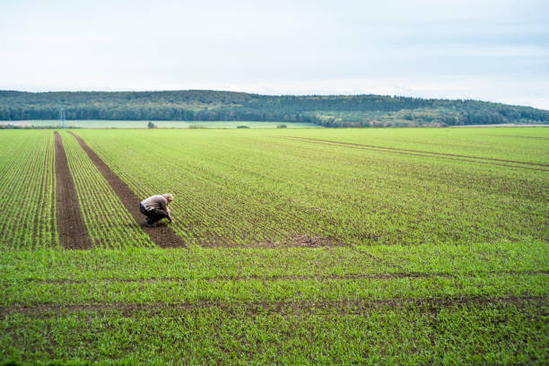 Cultivation of wheat
