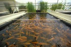 fish farming affected