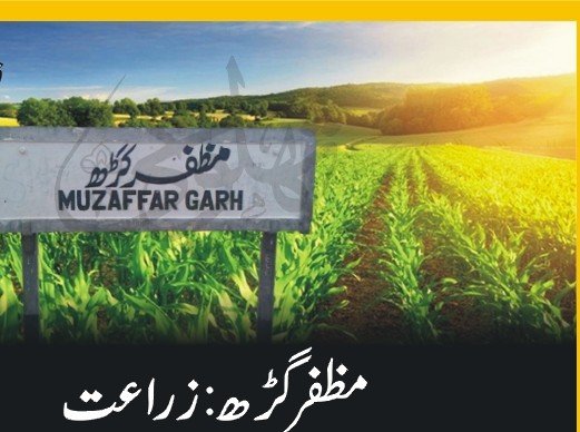 مظفرگڑھ ،فصلات کی باقیات کو آگ لگانے کی صورت میں جرمانہ اور مقدمہ اندراج،دونوں سزائیں مل سکتی ہیں،ڈپٹی ڈائریکٹر زراعت
