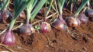 onion
