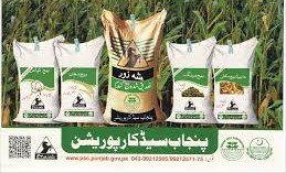برسیم کا اعلیٰ معیار کا حامل تصدیق شدہ بیج