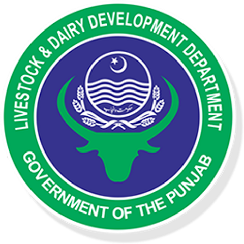 کٹڑوں اور بچھڑوں کو گوشت کیلئے فربہ کرنا زرعی صنعت سے وابستہ اہم منصوبہ ہے،ڈپٹی ڈائریکٹر محکمہ لائیو سٹاک
