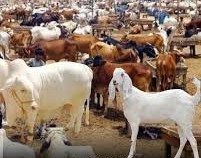 Livestock