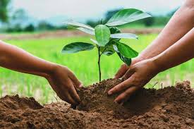 Plantation campaign