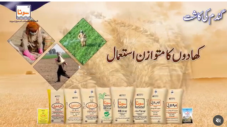 فصل کی تاخیر سے کاشت، کھادوں کے بے وقت و غیر متناسب استعمال سے گندم کی پیداوار میں کمی ہوسکتی ہے، ماہرین زراعت