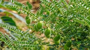 كاشتكار چنے کی فصل کی زیادہ پیدوار حاصل كرنے کیلئے جڑی بوٹیوں كی تلفی كو یقینی بنائیں، اسسٹنٹ ڈائریکٹر محکمہ زراعت سمبڑیال