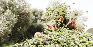 olive production in Jordan