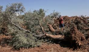 olive trees were uprooted