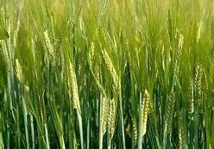 Barley fodder