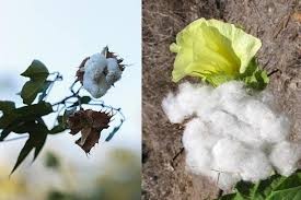 اگیتی کاشتہ کپاس ملکی معیشت کے استحکام اور پیداوار میں اضافے کی ضامن ہے: ڈاکٹر عامر رسول