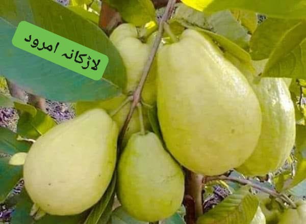 لاڑکانہ کے امرود مٹھاس اور ذائقہ سے مشہور
