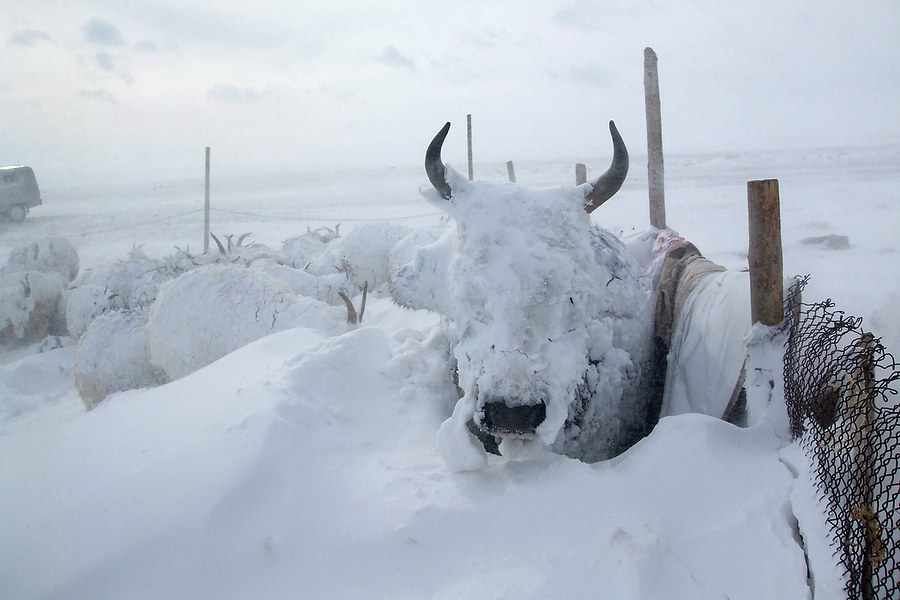 Mongolia, severe cold during January