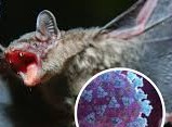 Nipah virus outbreak in India