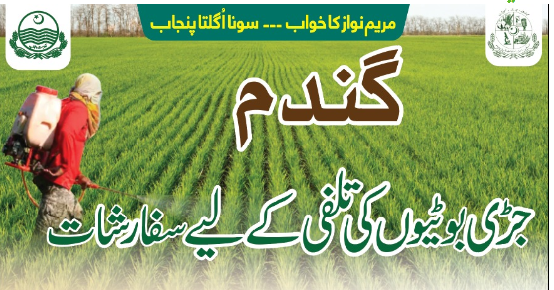 محکمہ زراعت پنجاب کی گندم کی جڑی بوٹیوں کی تلفی سے متعلق سفارشات جاری