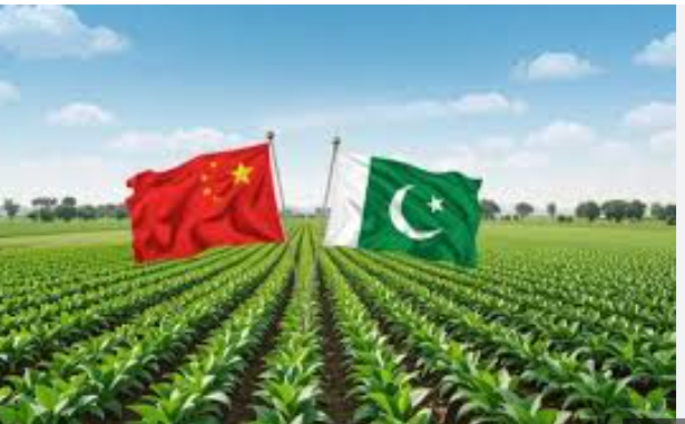 چینی زرعی ٹیکنالوجی کمپنی کا پاکستان میں بیجوں کی افزائش کی شراکت داریوں میں دلچسپی کا اظہار