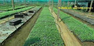 Vegetable nurseries