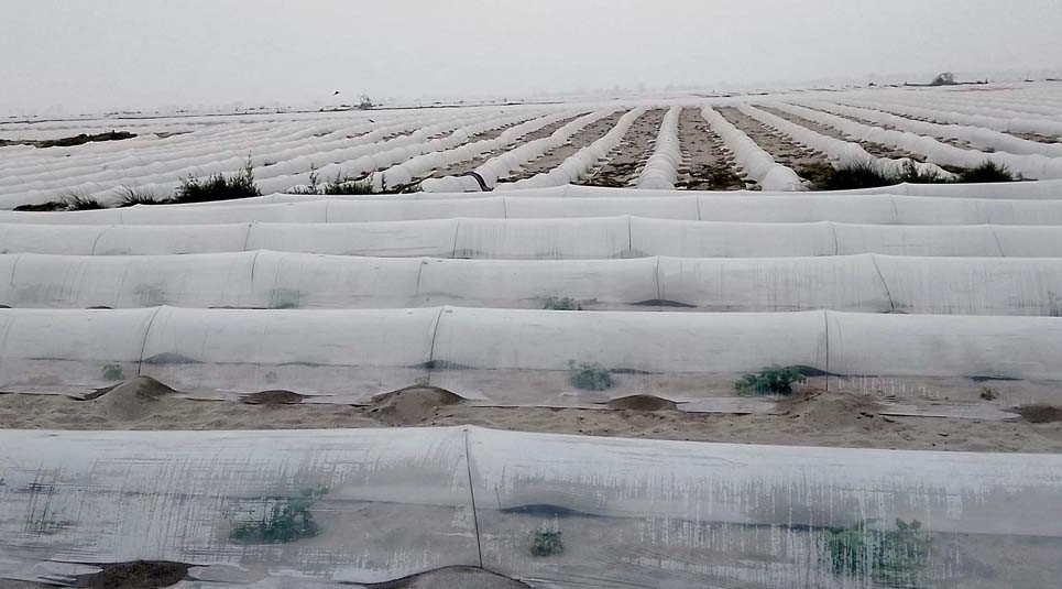 Vegetables grown in tunnels