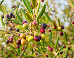 Wild olives