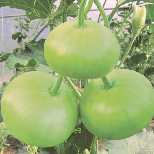 Cultivation of pumpkins