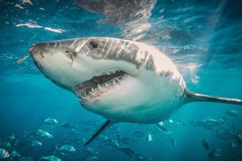 shark attacks