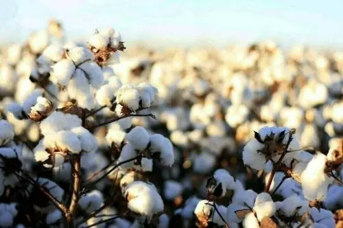 محکمہ زراعت پنجاب کی کپاس کی اگیتی کاشت کیلئے سفارشات جاری