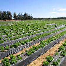 Stevia cultivation on maximum area