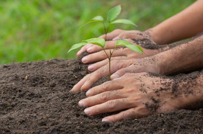 plantation campaign
