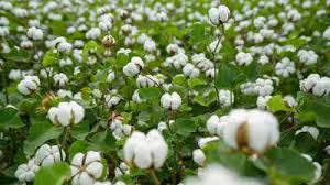 Cotton