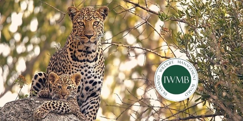 Wildlife