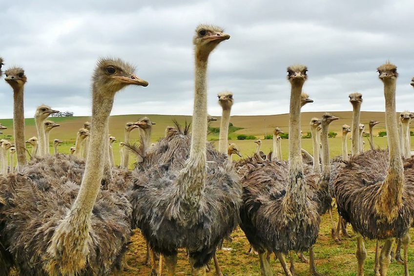 Ostrich farming