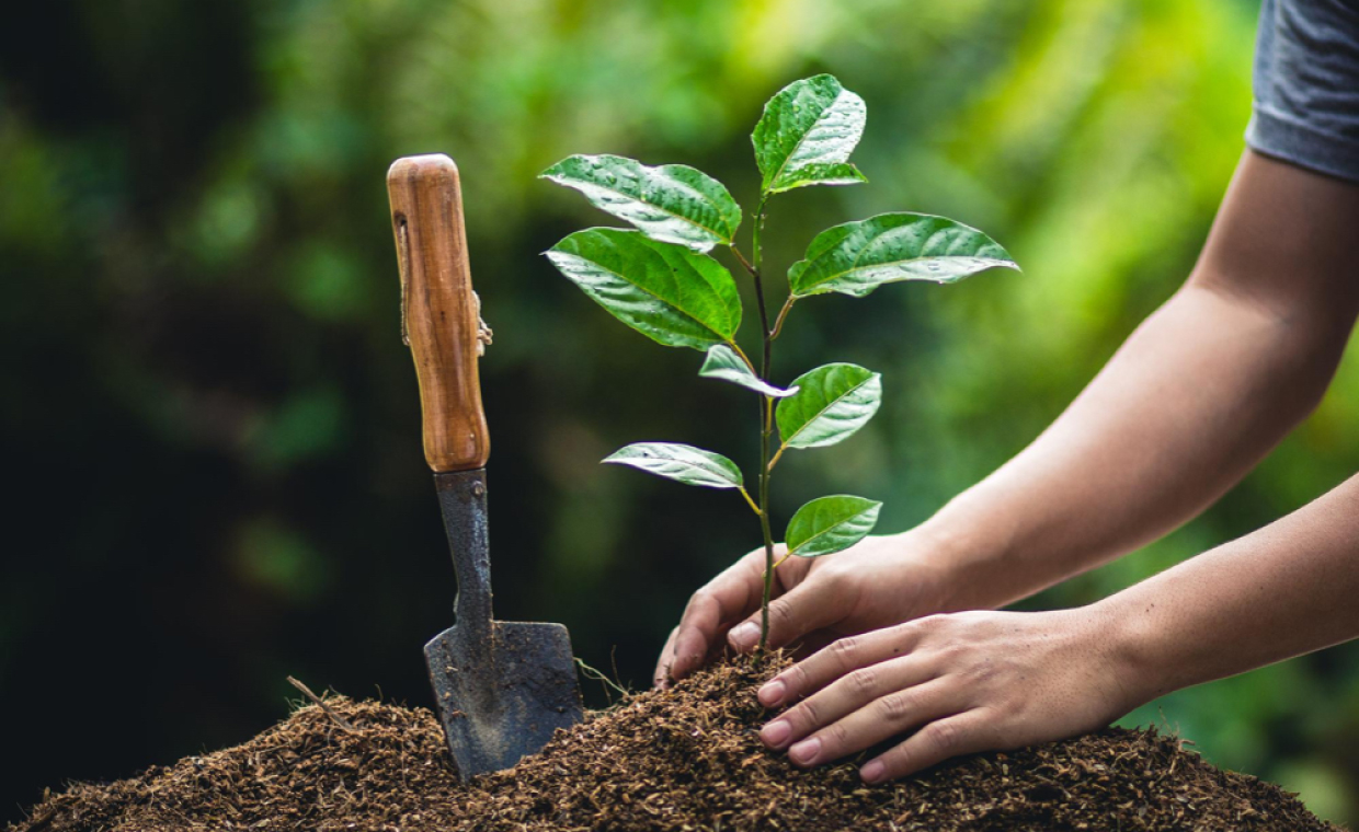 Plantation Campaign 2026