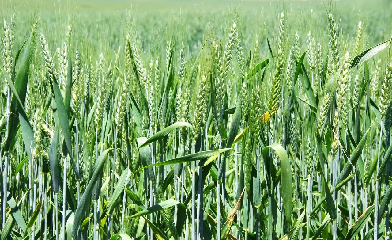 Wheat production