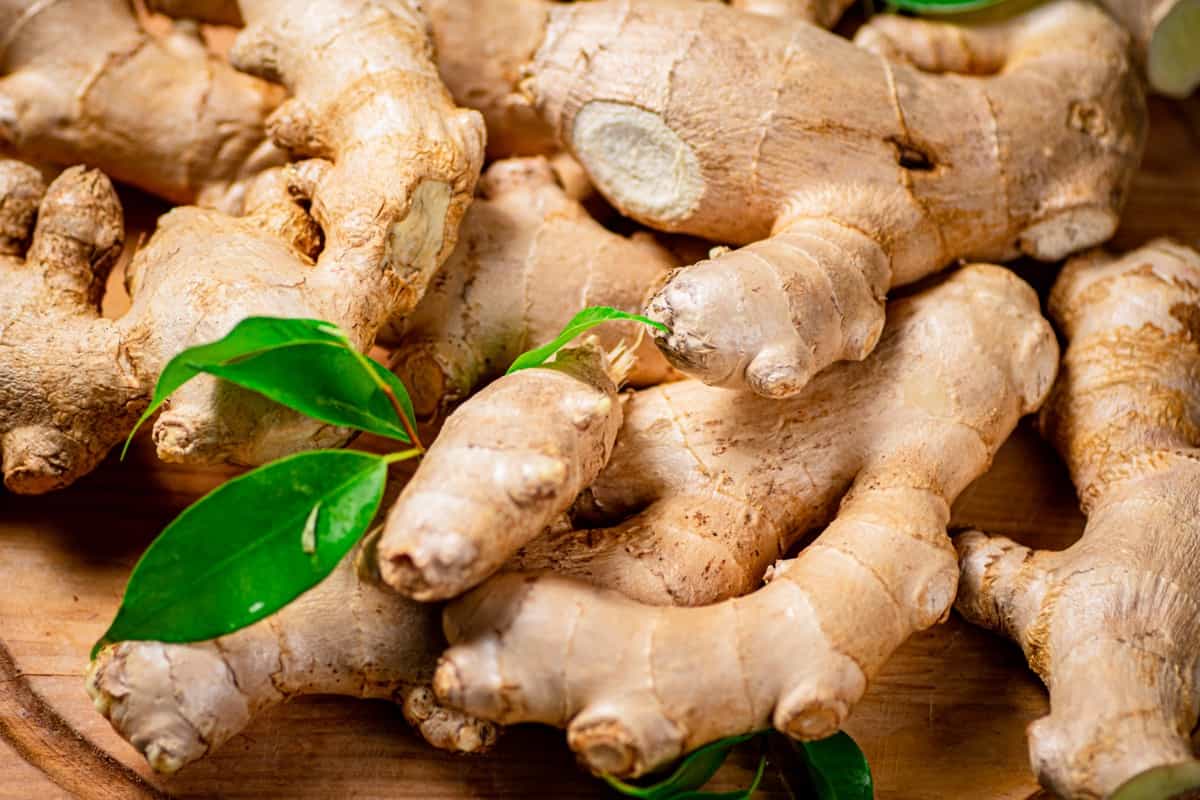 Cultivation of ginger