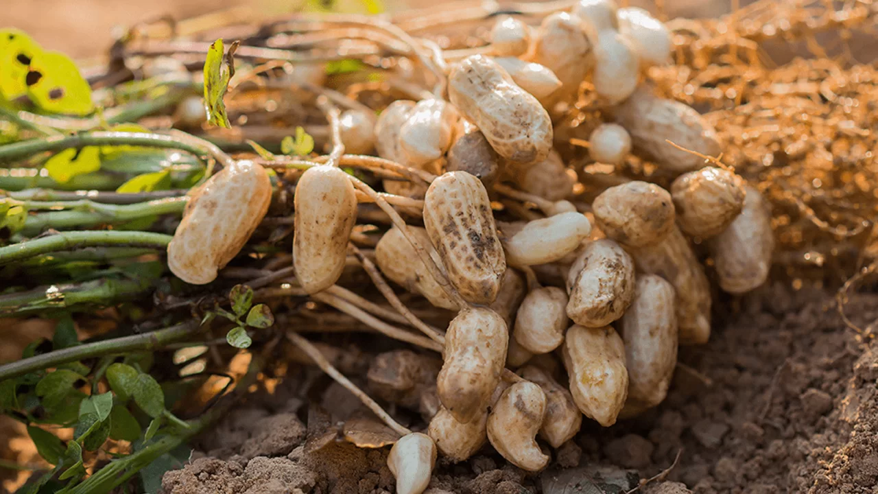 Peanut cultivation