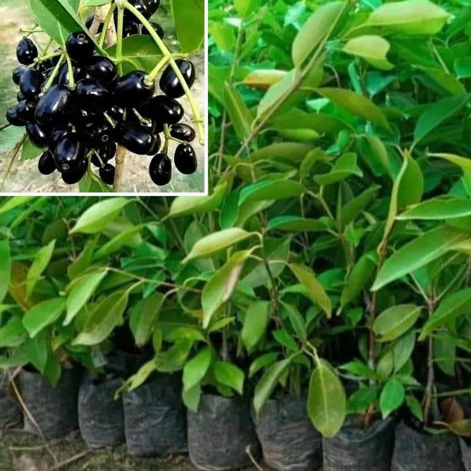 محکمہ زراعت کی باغبانوں و کاشتکاروں کو جامن کے پودوں کیلئے کھاد کا متناسب استعمال کرنے کی ہدایت