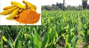 Cultivation of Turmeric