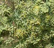 Fennel plants