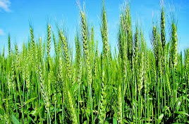 Hybrid wheat
