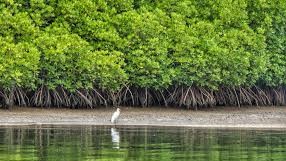 Mangrove forests